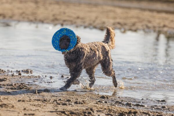 Mänguasi koerale Fetch lendav taldrik sinine 24cm