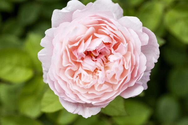 Uus-antiikroos 'Märchenzauber' P21 Eestis kasvatatud