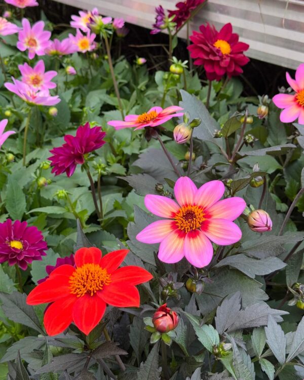 Suvidaalia P17 erinevad