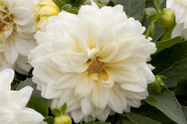 Suvidaalia P17 erinevad