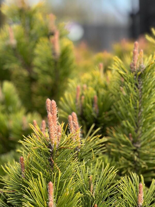Mägimänd 'Schweizer Tourist' P110 140-160cm bonsai