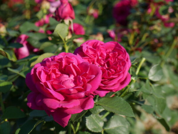 Peenraroos 'Für Elise' P21 Eestis kasvatatud