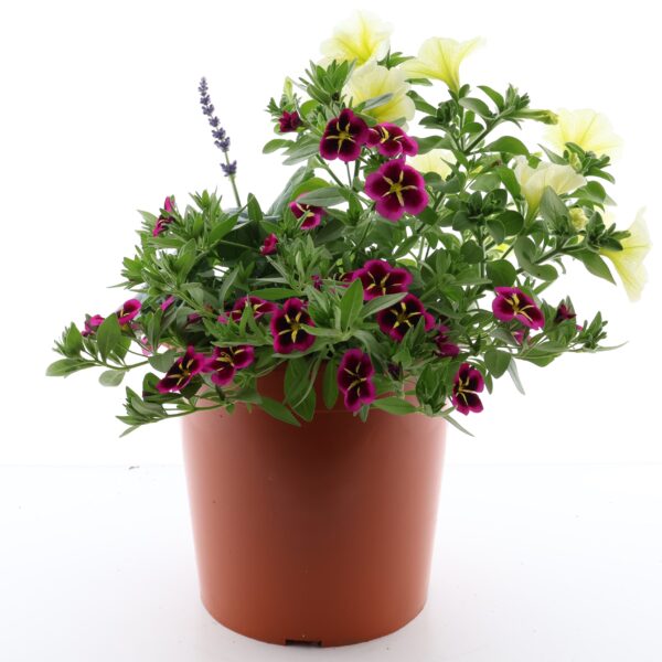 Suvelillesegu terrassipotis Eestis kasvatatud