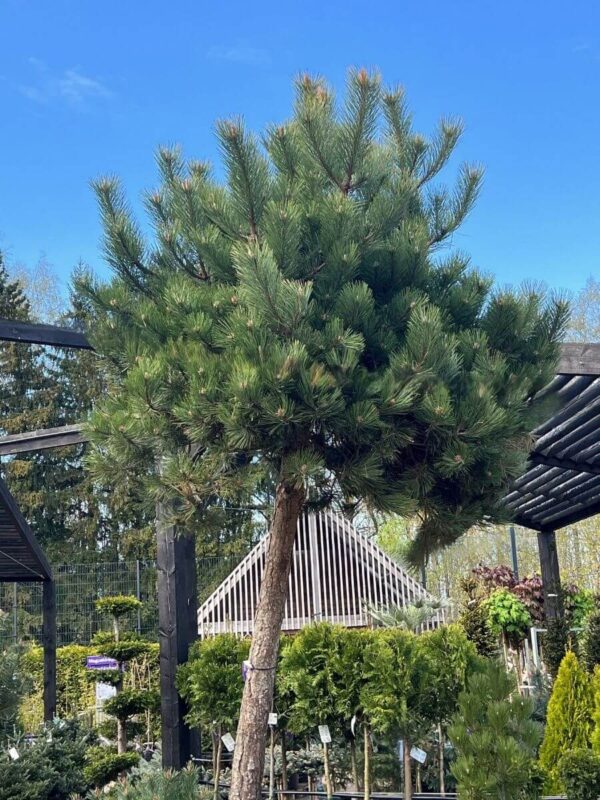 Austria mänd P110 150cm tüvi