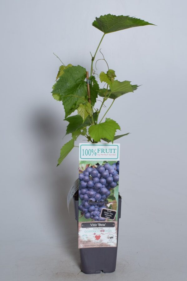 Viinapuu 'Beta' P15 50cm