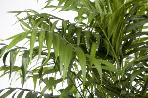 Vääris-mägipalm P17 50cm