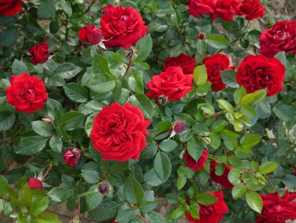 Peenraroos 'Jugendliebe' P21 Eestis kasvatatud