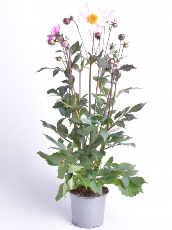 Suvidaalia XXL erinevad P15/P17 Eestis kasvatatud