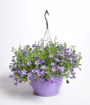 Portenschlagi kellukas P25 amplis