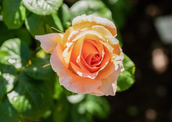 Floribundroos P21 erinevad värvid