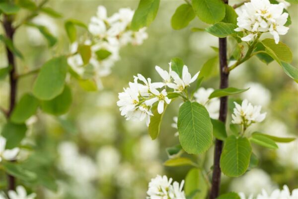 Lepalehine toompihlakas 'Northline' P16 50cm Eestis kasvatatud