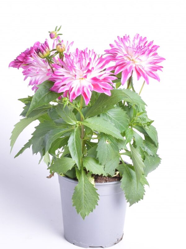 Suvidaalia XXL erinevad P15/P17 Eestis kasvatatud