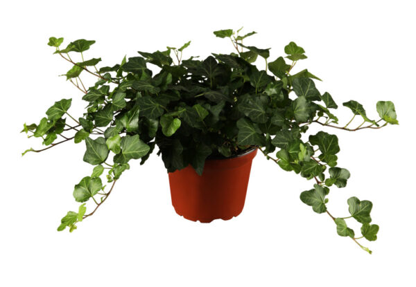 Harilik luuderohi P12/P13 erinevad