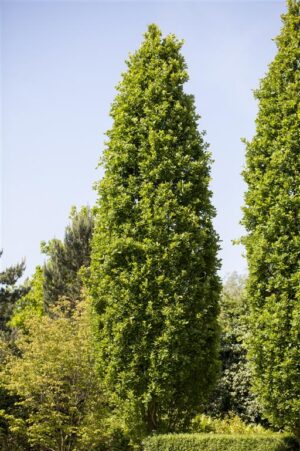 Harilik tamm ‘Fastigiata’ P38 150-160cm Eestis kasvatatud