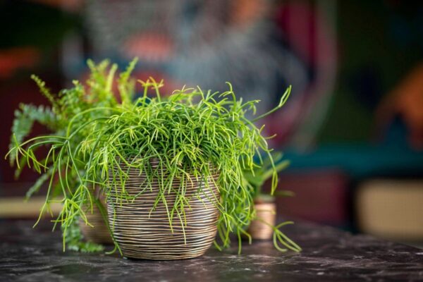 Lillepott Rib Ø14x h13cm kuldne