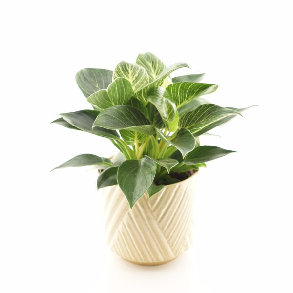 Filodendron 'Birkin White Wave' P17