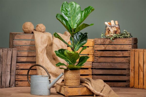 Lüüra-viigipuu P17 70-80cm