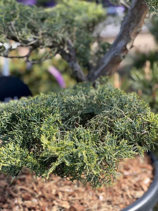 Pfitzeri kadakas 'Hill's Blue' P60 150-175cm bonsai