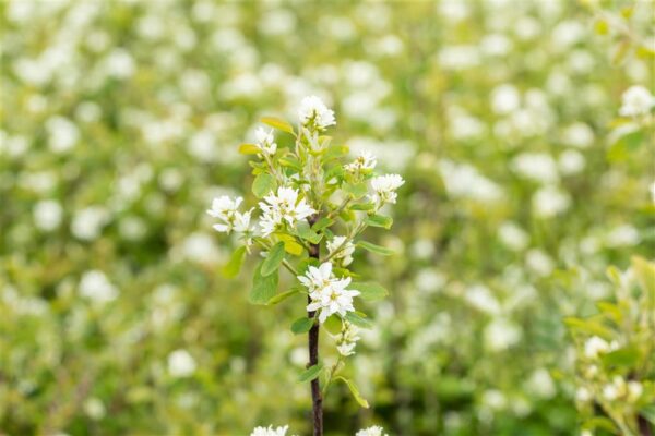 Lepalehine toompihlakas 'Northline' P16 50cm Eestis kasvatatud
