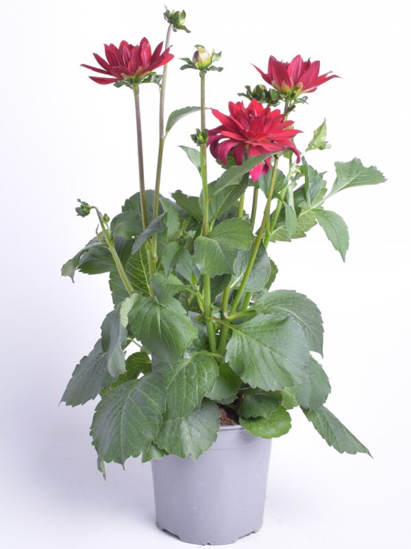 Suvidaalia XXL erinevad P15/P17 Eestis kasvatatud