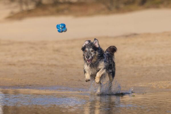 Mänguasi koerale Fetch pall erikujuline 8cm sinine