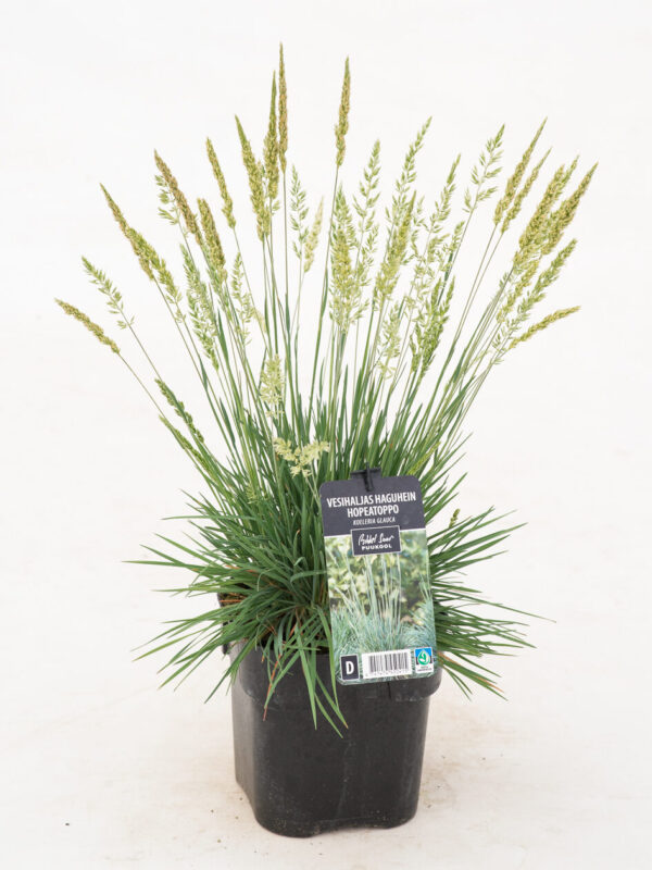 Vesihaljas haguhein P17 Eestis kasvatatud