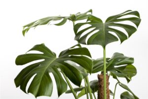 Meeldiv monstera P14