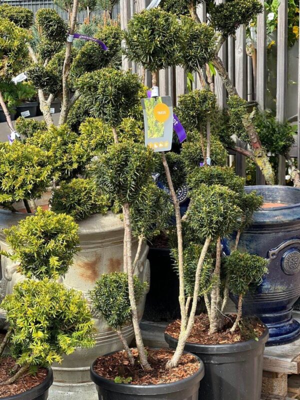 Värd-jugapuu 'Hicksii' P38 80-100cm bonsai