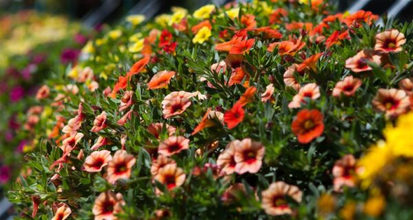 Aed-puispetuunia P25 amplis Eestis kasvatatud