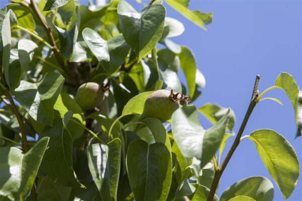 Sammaspirnipuu 'Decora' P26 150cm Eestis kasvatatud