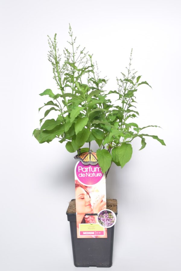 Harilik sirel P23 'Parfume' sari, erinevad sordid