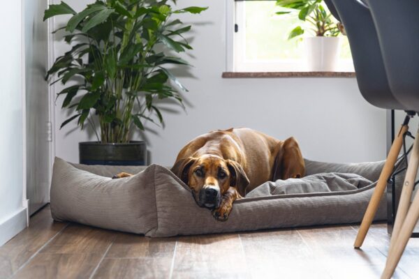 Pesa Veo ortopeediline pruun 120x80cm