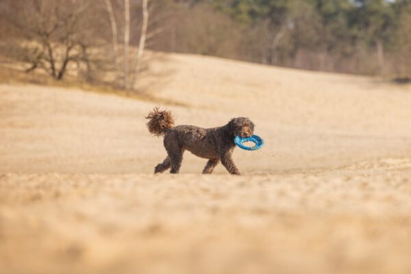 Mänguasi koerale Fetch lendav taldrik sinine 24cm