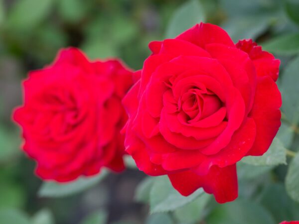 Väärisroos 'Störtebeker' P21 Eestis kasvatatud