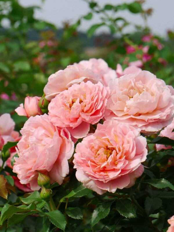 Peenraroos 'Marie Curie' P21 Eestis kasvatatud