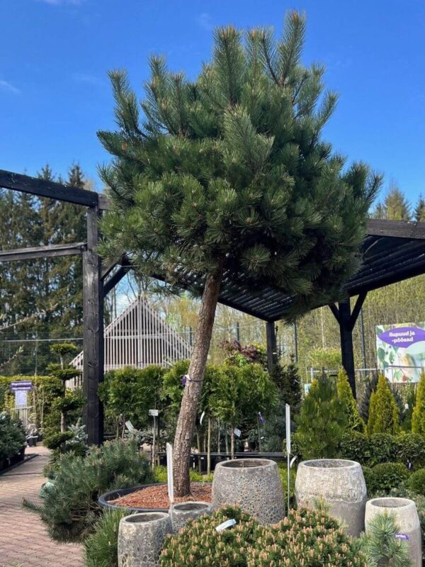 Austria mänd P110 150cm tüvi