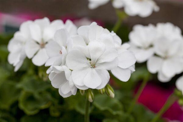 Viirpelargoon P12 erinevad