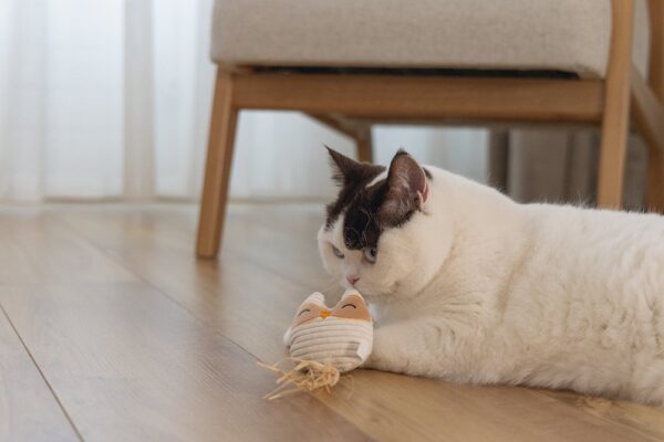 Mänguasi kassile Eco öökull