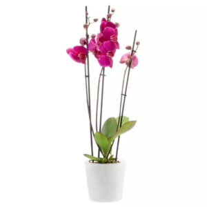 Orhideepott Fiore Ø13,5x h12,5cm klaasist, valge