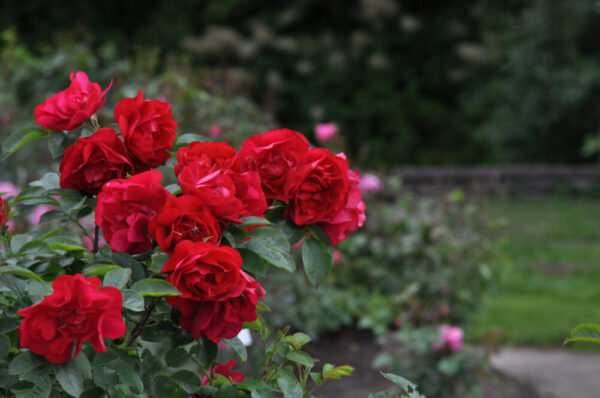 Pargiroos 'Hansaland'® P21 Eestis kasvatatud