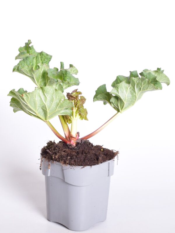 Rabarber 'Red Champagne' P14 Eestis kasvatatud