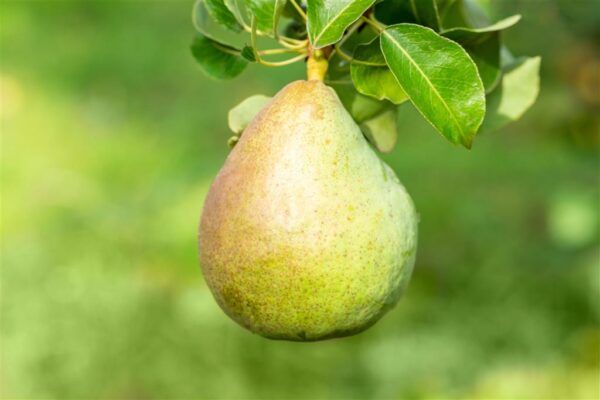 Sammaspirnipuu 'Decora' P26 150cm Eestis kasvatatud