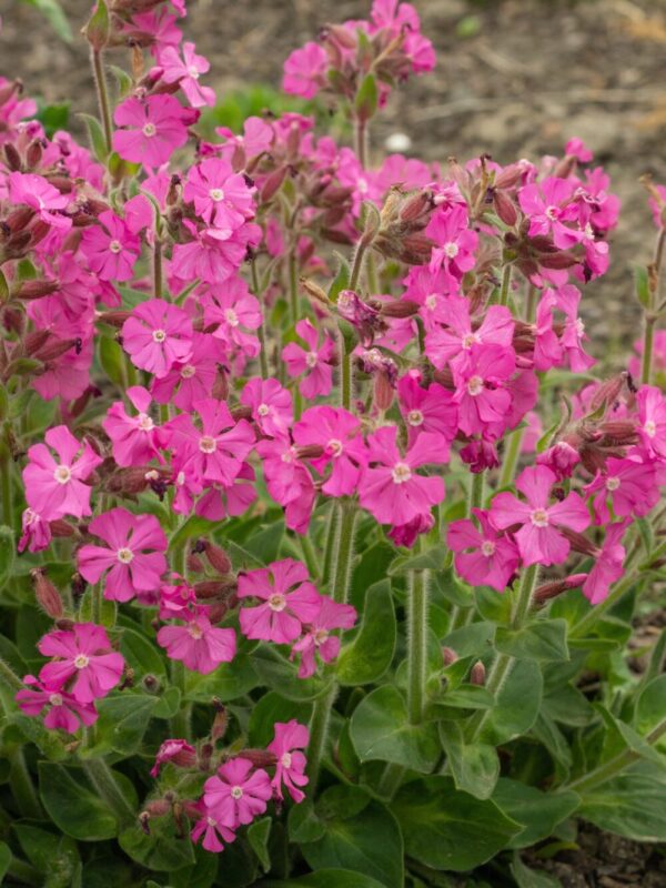 Punane pusurohi 'Rollies Favourite' P17 Eestis kasvatatud