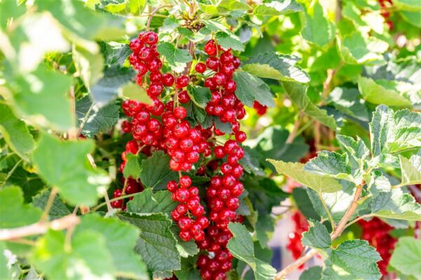 Punane sõstar 'Jonkheer van Tets' P16 40-50cm Eestis kasvatatud