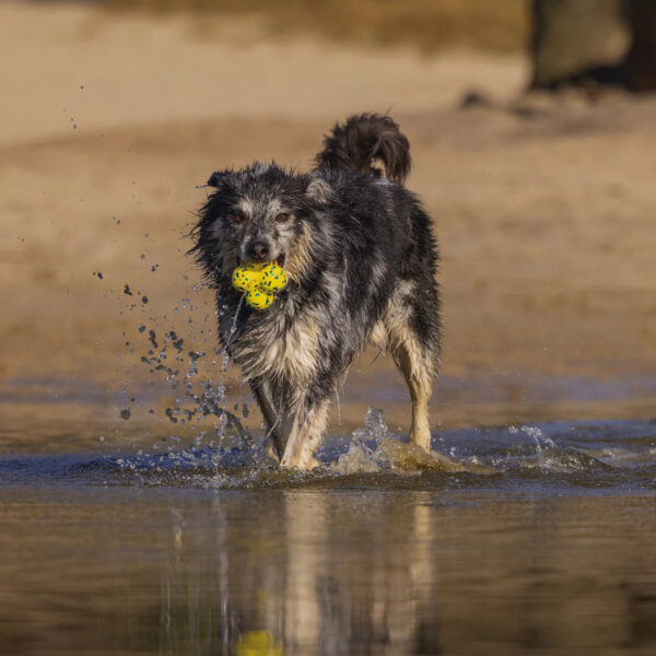 Mänguasi koerale Fetch pall erikujuline kollane 8cm