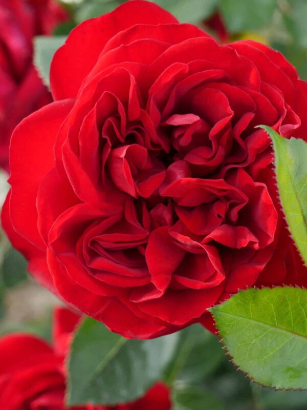 Peenraroos 'Jugendliebe' P21 Eestis kasvatatud