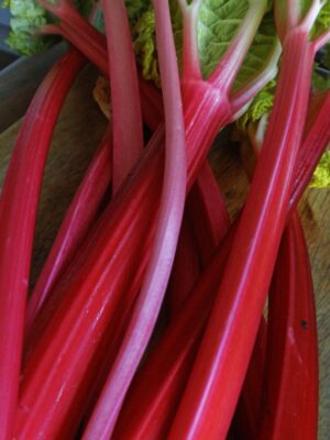 Rabarber ‘Red Champagne’ P14 Eestis kasvatatud