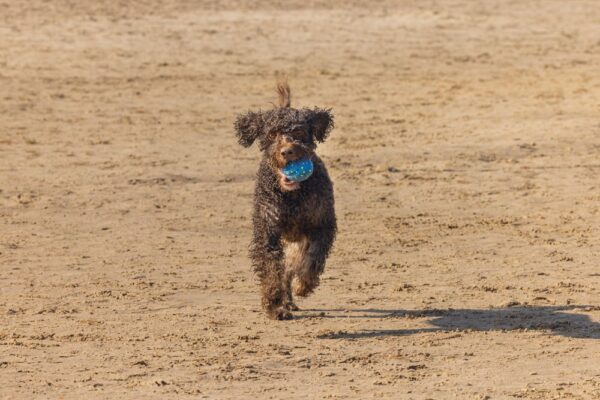 Mänguasi koerale Fetch jalgpall sinine 13cm