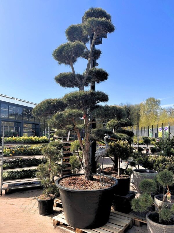Harilik mänd P110 250-300 bonsai
