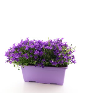 Portenschlagi kellukas P27 rõdukastis